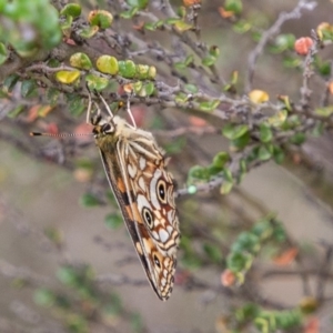 Oreixenica lathoniella at Cotter River, ACT - 9 Mar 2019 01:39 PM