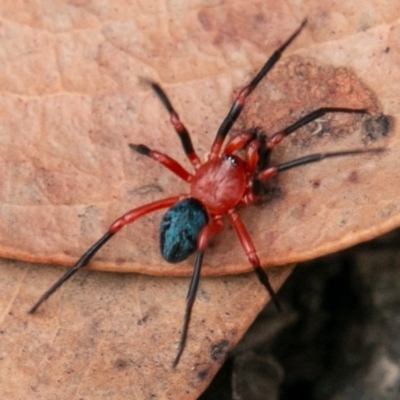 Nicodamidae (family) (Red and Black Spider) at Namadgi National Park - 9 Mar 2019 by SWishart