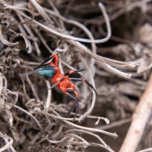 Nicodamidae (family) at Cotter River, ACT - 9 Mar 2019