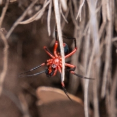 Nicodamidae (family) at Cotter River, ACT - 9 Mar 2019 02:03 PM