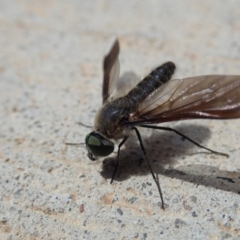 Comptosia sp. (genus) (Unidentified Comptosia bee fly) at Bruce, ACT - 12 Mar 2019 by Laserchemisty