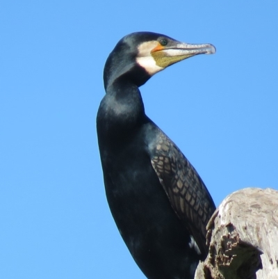 Phalacrocorax carbo (Great Cormorant) at Tumut, NSW - 11 Mar 2019 by KumikoCallaway