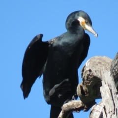 Phalacrocorax carbo at Tumut, NSW - 11 Mar 2019