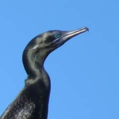 Phalacrocorax sulcirostris (Little Black Cormorant) at Tumut, NSW - 10 Mar 2019 by KumikoCallaway