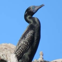 Phalacrocorax sulcirostris at Tumut, NSW - 11 Mar 2019