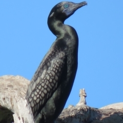 Phalacrocorax sulcirostris at Tumut, NSW - 11 Mar 2019 09:48 AM