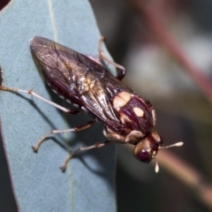 Pergagrapta polita (Sawfly) at The Pinnacle - 10 Mar 2019 by Alison Milton