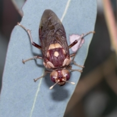 Pergagrapta polita at Hawker, ACT - 10 Mar 2019