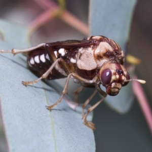 Pergagrapta polita at Hawker, ACT - 10 Mar 2019