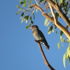 Eurystomus orientalis (Dollarbird) at Tumut Plains, NSW - 9 Mar 2019 by KumikoCallaway