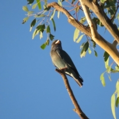 Eurystomus orientalis at Tumut Plains, NSW - 9 Mar 2019