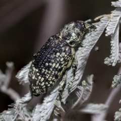 Chrysolopus spectabilis (Botany Bay Weevil) at Hawker, ACT - 10 Mar 2019 by AlisonMilton