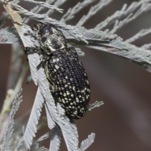 Chrysolopus spectabilis at Hawker, ACT - 10 Mar 2019 02:59 PM