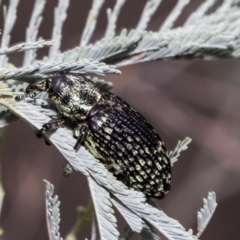 Chrysolopus spectabilis at Hawker, ACT - 10 Mar 2019 02:59 PM