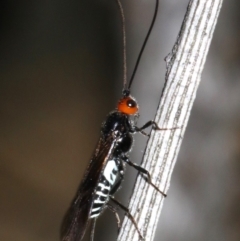 Braconidae (family) (Unidentified braconid wasp) at Campbell, ACT - 12 Mar 2019 by jb2602