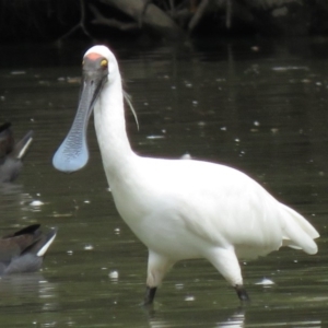 Platalea regia at Tumut, NSW - 10 Mar 2019