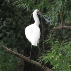 Platalea regia at Tumut, NSW - 10 Mar 2019