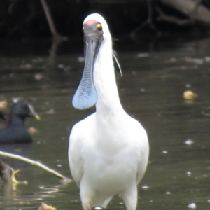 Platalea regia at Tumut, NSW - 10 Mar 2019