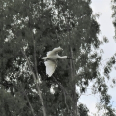 Platalea regia at Tumut, NSW - 10 Mar 2019 12:40 PM