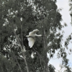 Platalea regia at Tumut, NSW - 10 Mar 2019