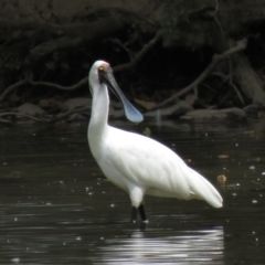 Platalea regia at Tumut, NSW - 10 Mar 2019