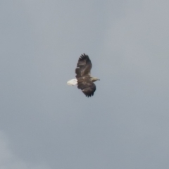 Haliaeetus leucogaster (White-bellied Sea-Eagle) at Tumut Plains, NSW - 10 Mar 2019 by KumikoCallaway