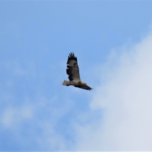 Haliaeetus leucogaster at Tumut Plains, NSW - 10 Mar 2019 03:02 PM