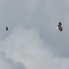 Haliaeetus leucogaster at Tumut Plains, NSW - 10 Mar 2019 03:02 PM