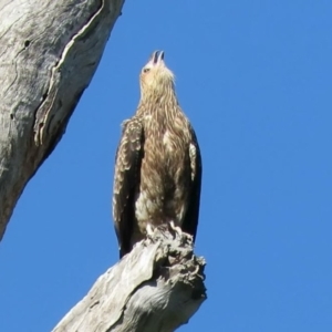 Haliastur sphenurus at Tumut, NSW - 11 Mar 2019 10:16 AM