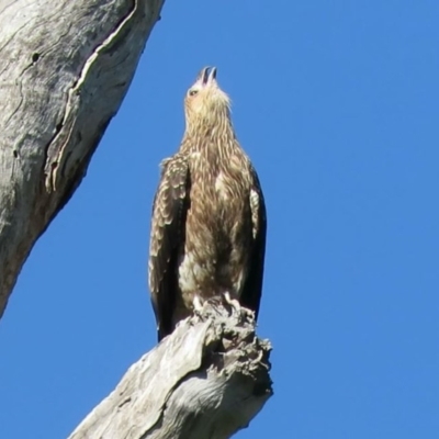 Haliastur sphenurus (Whistling Kite) at Tumut, NSW - 10 Mar 2019 by KumikoCallaway