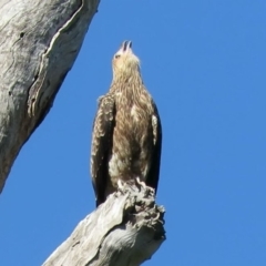 Haliastur sphenurus (Whistling Kite) at Tumut, NSW - 10 Mar 2019 by KumikoCallaway