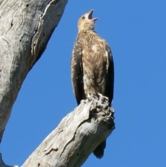 Haliastur sphenurus at Tumut, NSW - 11 Mar 2019 10:16 AM