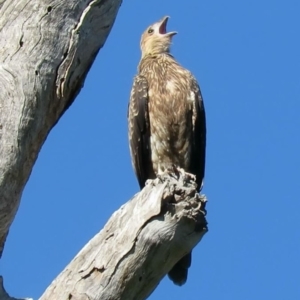 Haliastur sphenurus at Tumut, NSW - 11 Mar 2019 10:16 AM