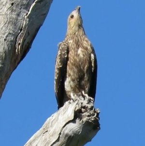 Haliastur sphenurus at Tumut, NSW - 11 Mar 2019 10:16 AM