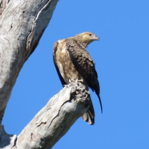 Haliastur sphenurus at Tumut, NSW - 11 Mar 2019 10:16 AM