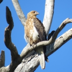 Haliastur sphenurus at Tumut, NSW - 11 Mar 2019 10:16 AM