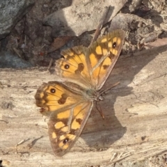 Geitoneura klugii (Marbled Xenica) at Kosciuszko National Park - 15 Feb 2019 by JanetRussell