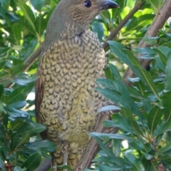 Ptilonorhynchus violaceus (Satin Bowerbird) at Hughes, ACT - 11 Mar 2019 by JackyF