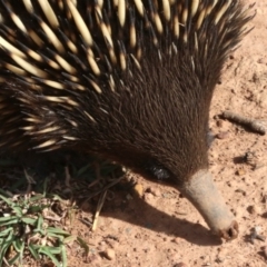 Tachyglossus aculeatus (Short-beaked Echidna) at Majura, ACT - 12 Mar 2019 by jbromilow50