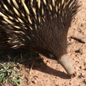 Tachyglossus aculeatus at Majura, ACT - 12 Mar 2019