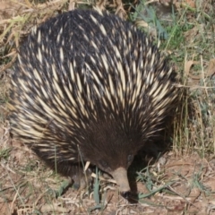 Tachyglossus aculeatus at Majura, ACT - 12 Mar 2019