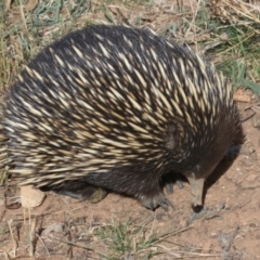 Tachyglossus aculeatus at Majura, ACT - 12 Mar 2019