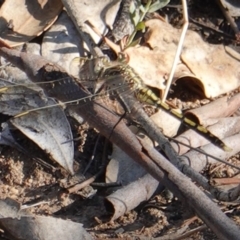 Hemicordulia tau (Tau Emerald) at Red Hill to Yarralumla Creek - 11 Mar 2019 by JackyF