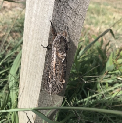 Endoxyla encalypti (Wattle Goat Moth) at Duffy, ACT - 12 Mar 2019 by Simmo