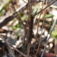 Myrmeleontidae (family) (Unidentified Antlion Lacewing) at Red Hill to Yarralumla Creek - 11 Mar 2019 by JackyF