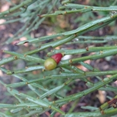 Exocarpos strictus (Dwarf Cherry) at Tinderry, NSW - 6 Mar 2019 by JanetRussell