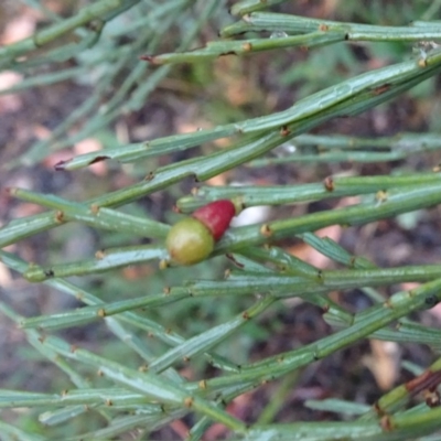 Exocarpos strictus (Dwarf Cherry) at Tinderry, NSW - 5 Mar 2019 by JanetRussell