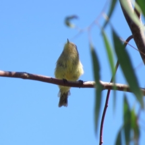 Acanthiza nana at Tumut, NSW - 11 Mar 2019 10:47 AM