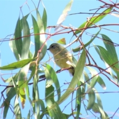 Acanthiza nana at Tumut, NSW - 11 Mar 2019 10:47 AM