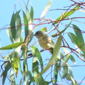 Acanthiza nana at Tumut, NSW - 11 Mar 2019 10:47 AM